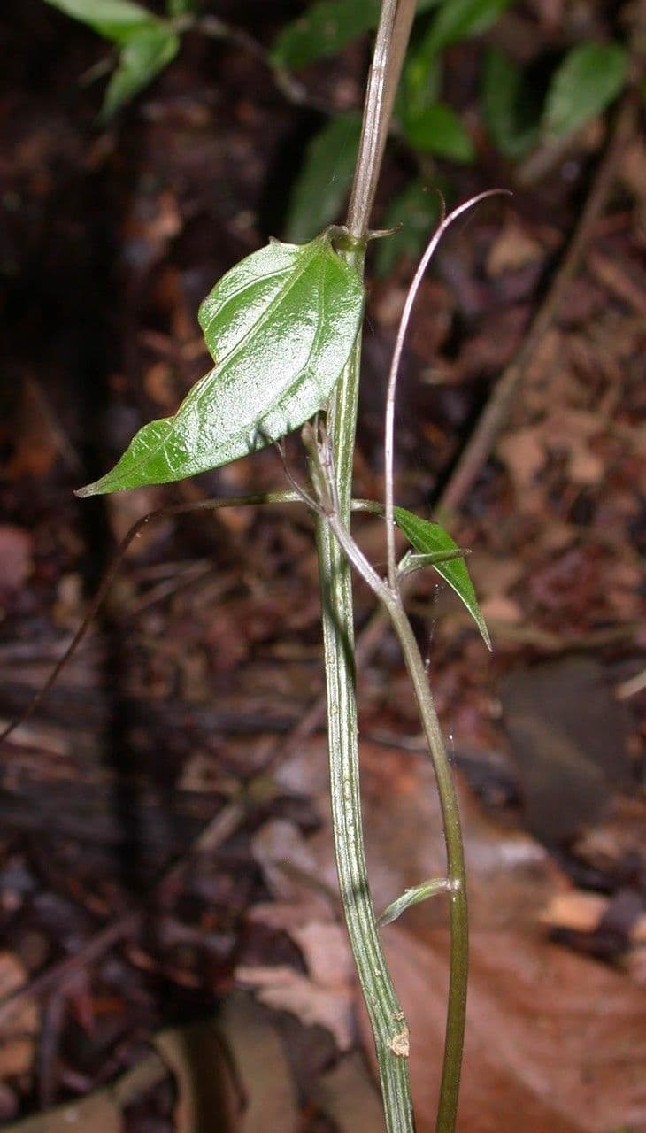 Fevillea cordifolia 14