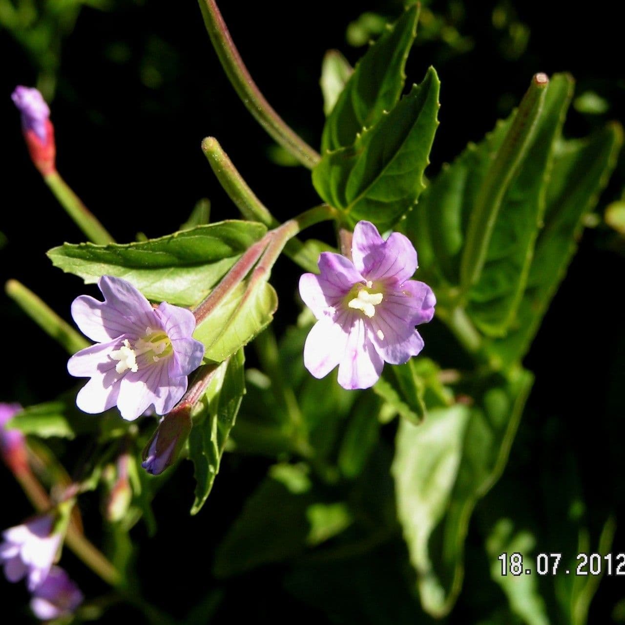 Epilobium 5