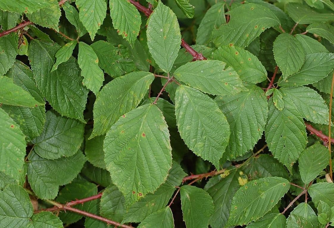 Rubus rudis 13