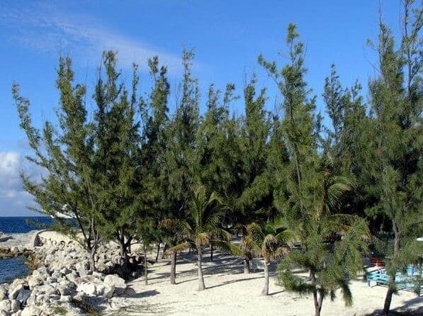 Allocasuarina glauque 7