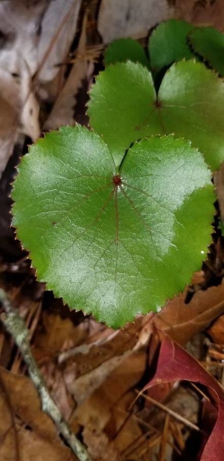 Galax urceolata 15
