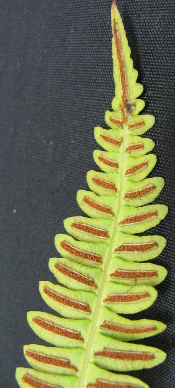 Blechnum polypodioides 12