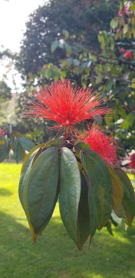 Calliandra 14