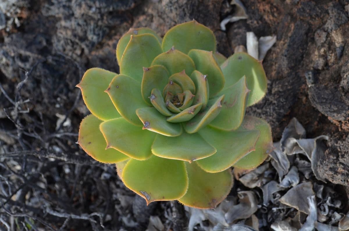 Aeonium 11