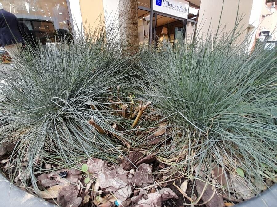Festuca blu 19