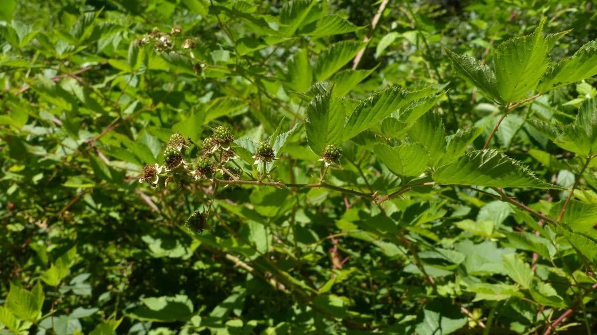 Gefurchte Brombeere 6