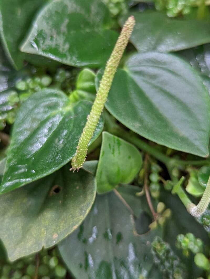 Peperomia velloziana 3
