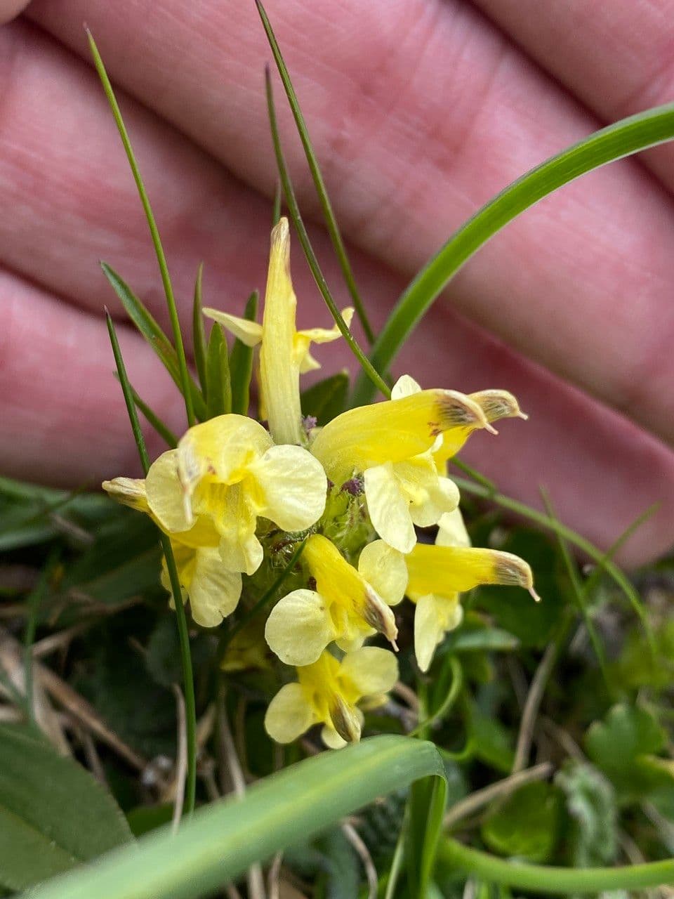 Pedicularis di Oeder 12