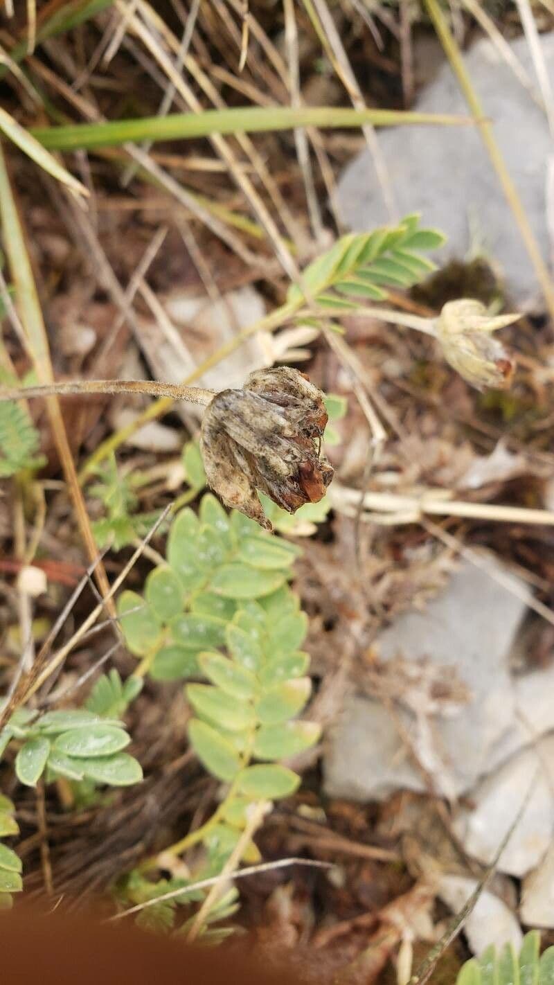Padrillo