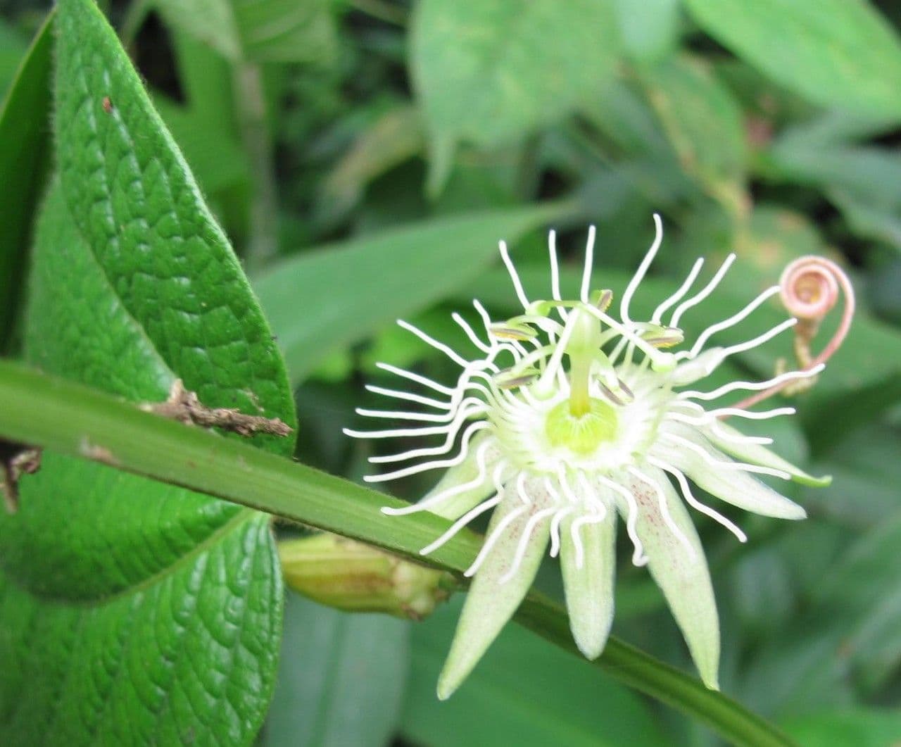 Passiflora 4