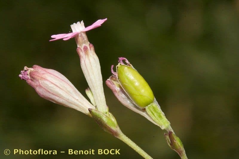Silene rossastra