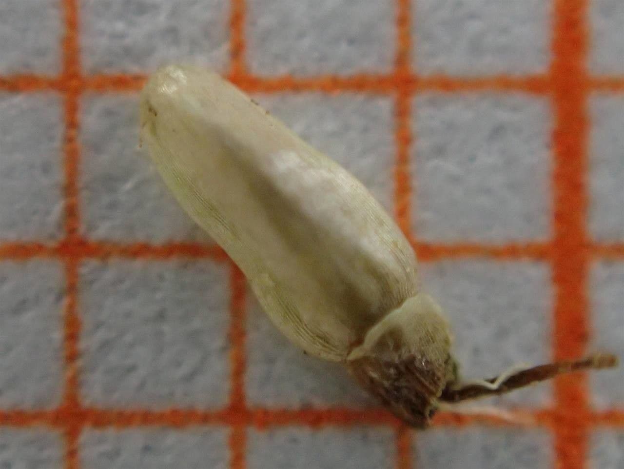 Tanserkraut 23