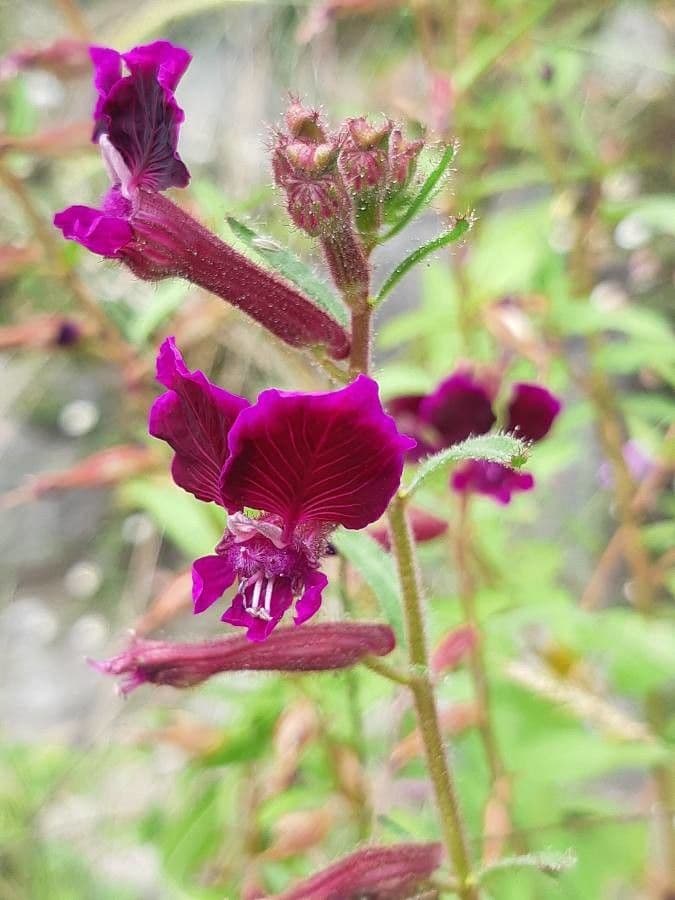 Cuphea viscosissima 4