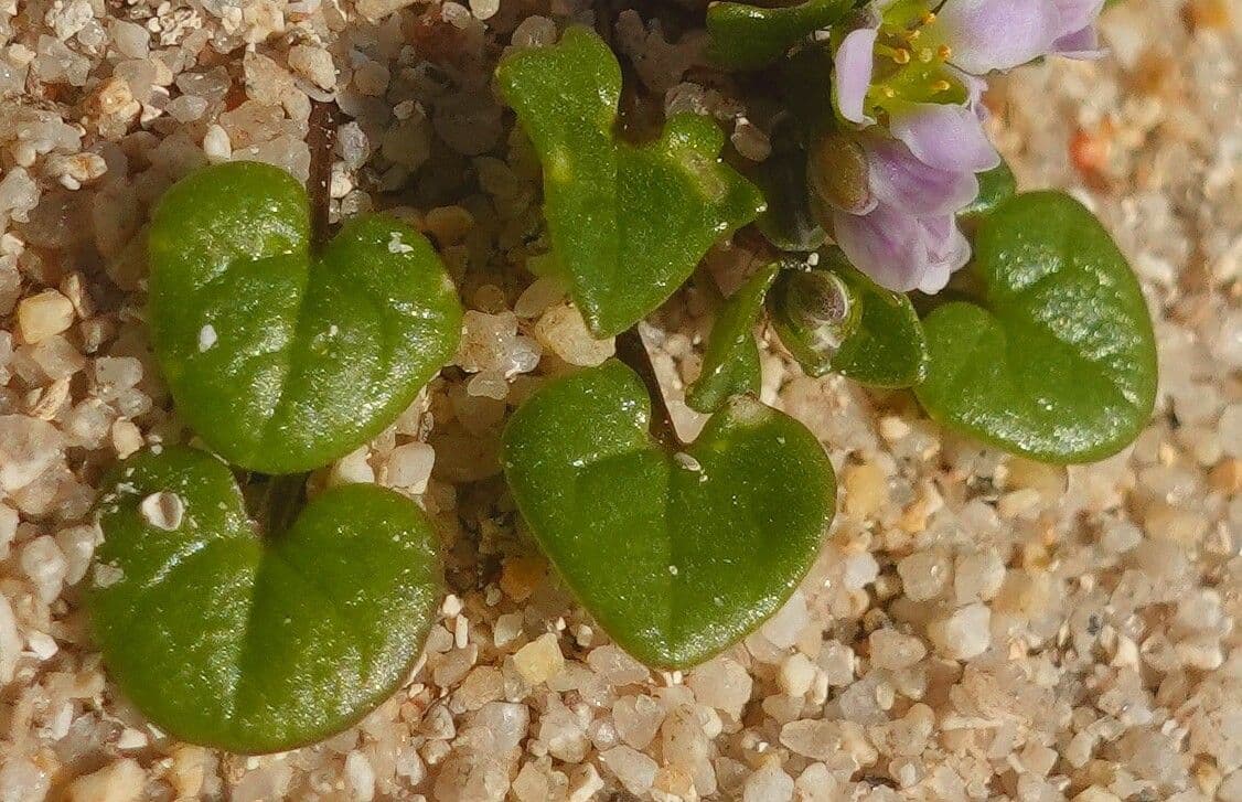 Coclearia danese 20