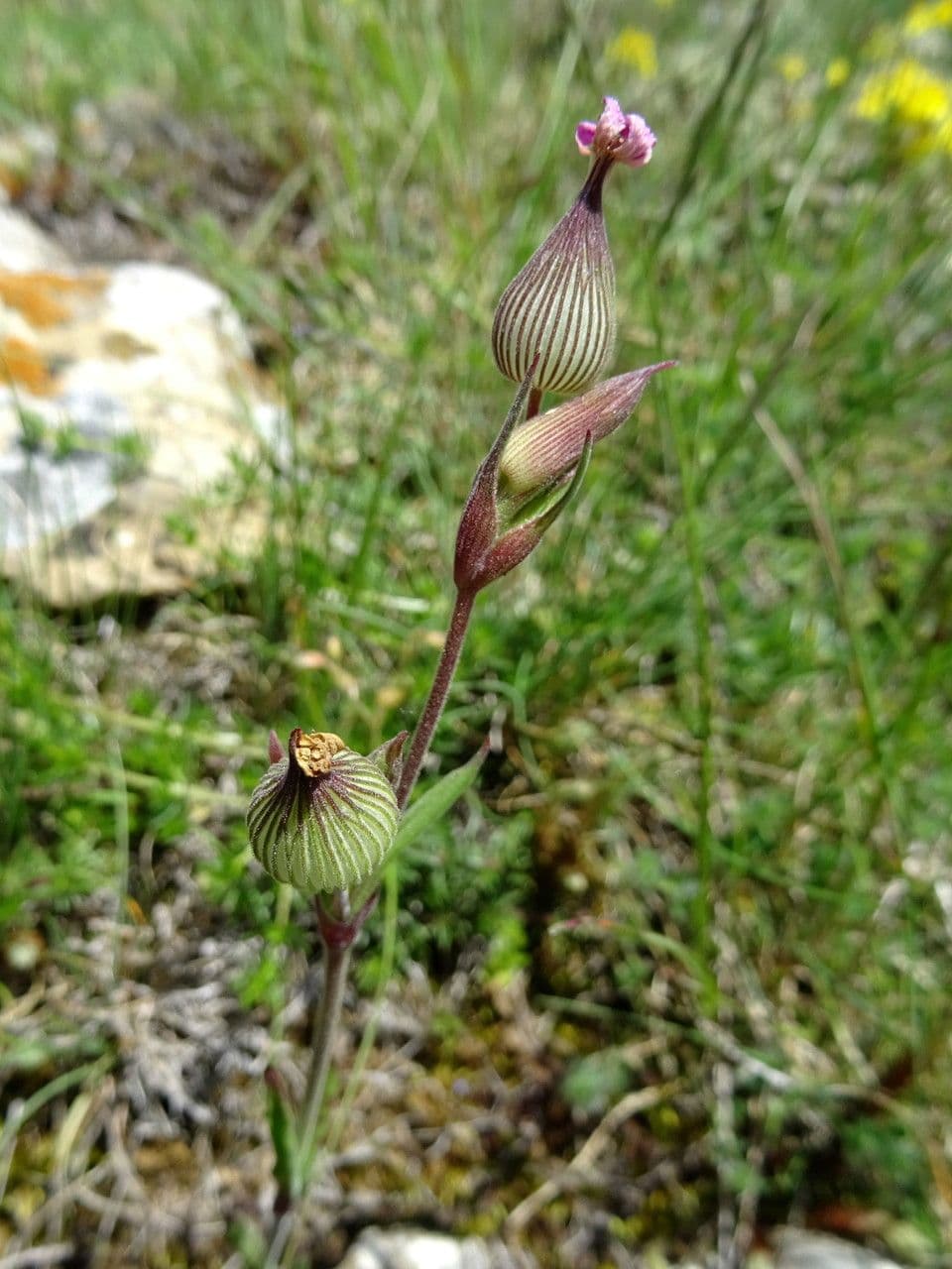 Silene conica 13