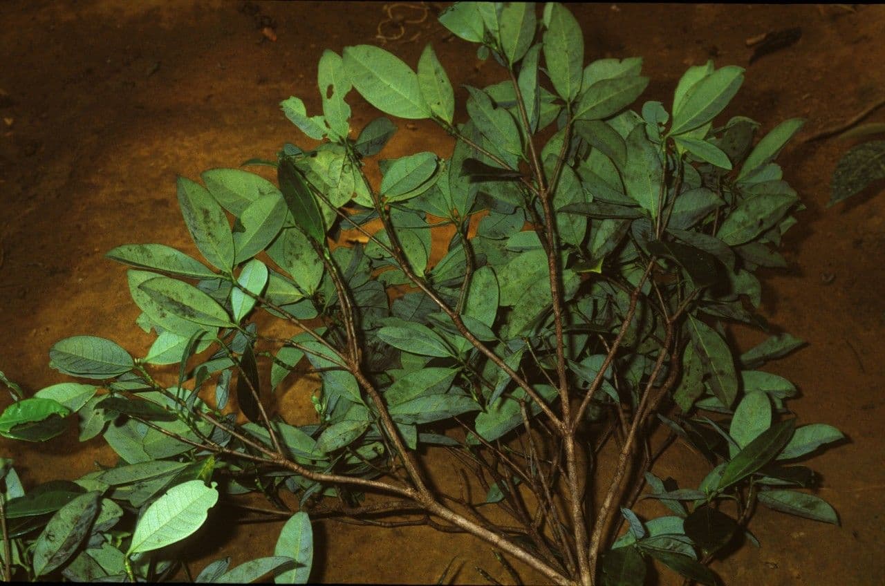 Byrsonima 16