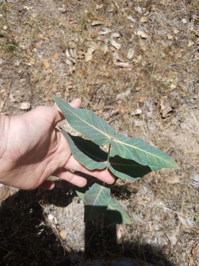 Asclepias 13