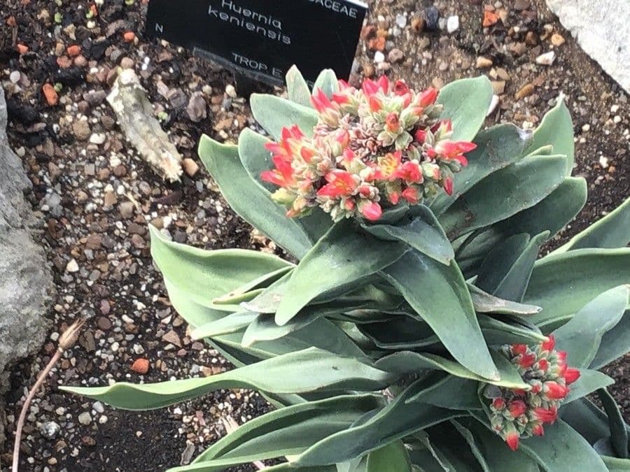 Crassula perfoliata 16