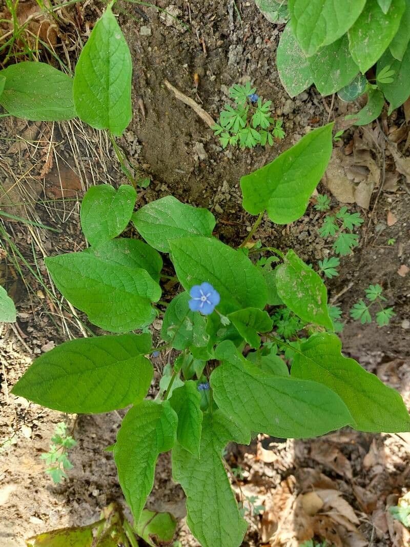 Omphalodes verna 17