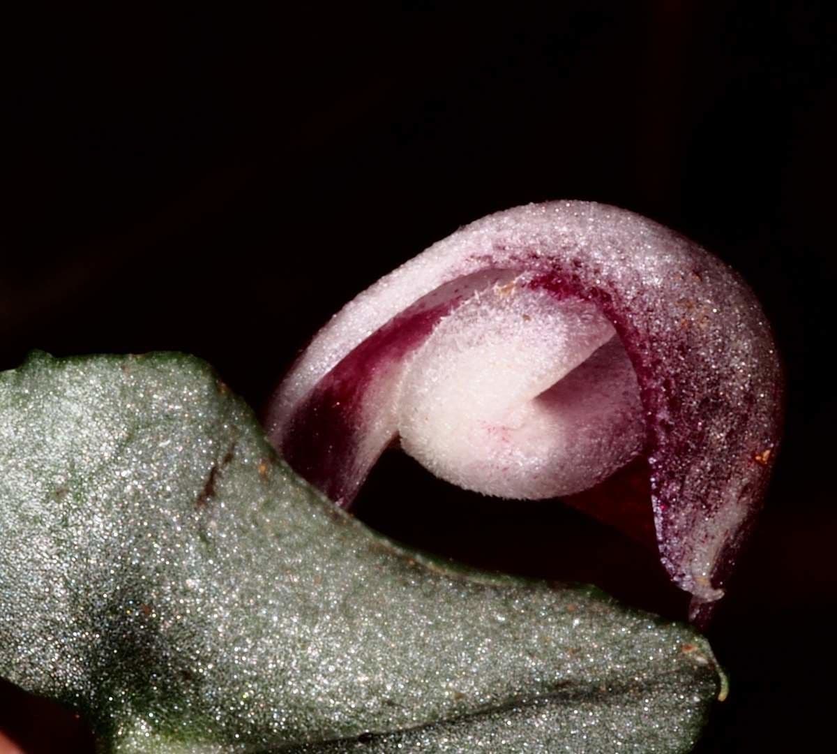 Corybas