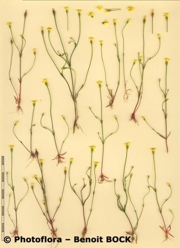 Cicendia filiformis 21