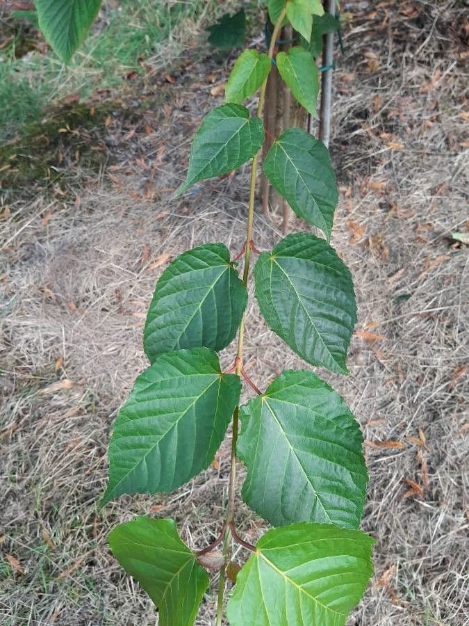 Arce de hoja de tilo 7
