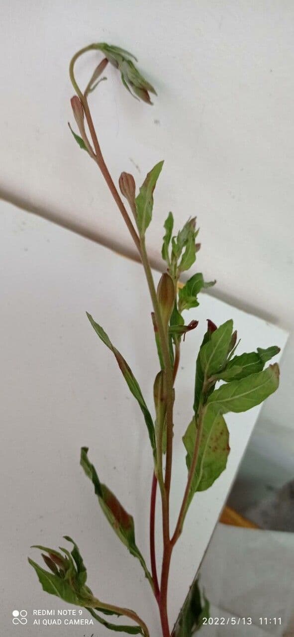 Enagra 5
