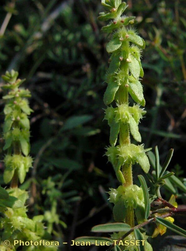 Valantia hispida 24