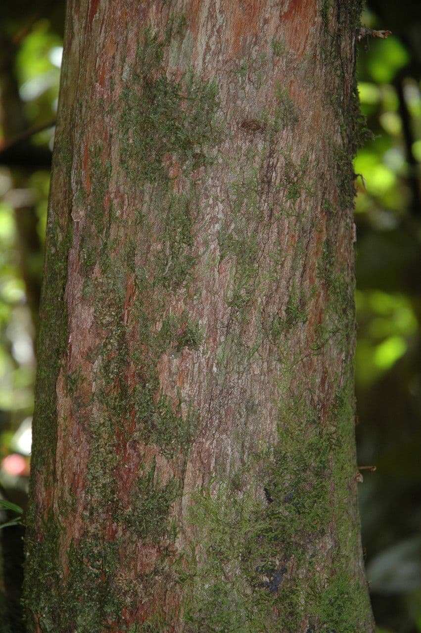 Warszewiczia coccinea 18