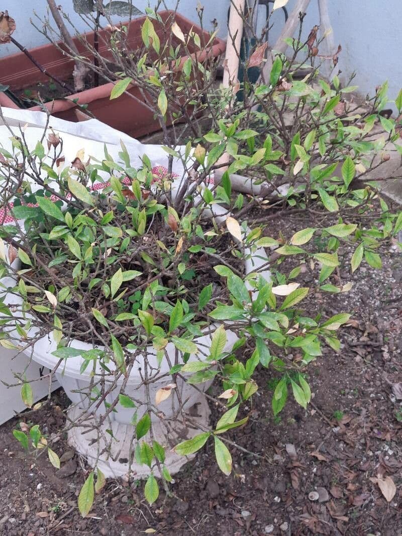Synsepalum 10