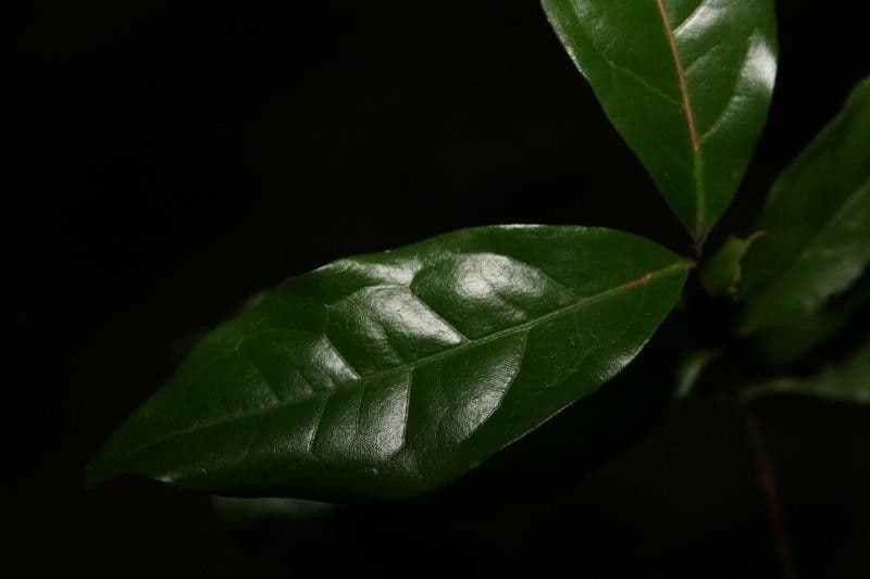 Eugenia patrisii 2