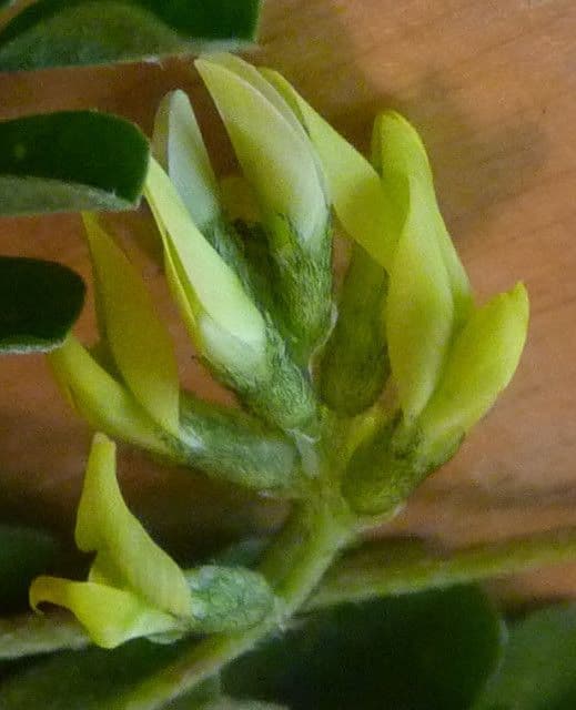Astragalo 8