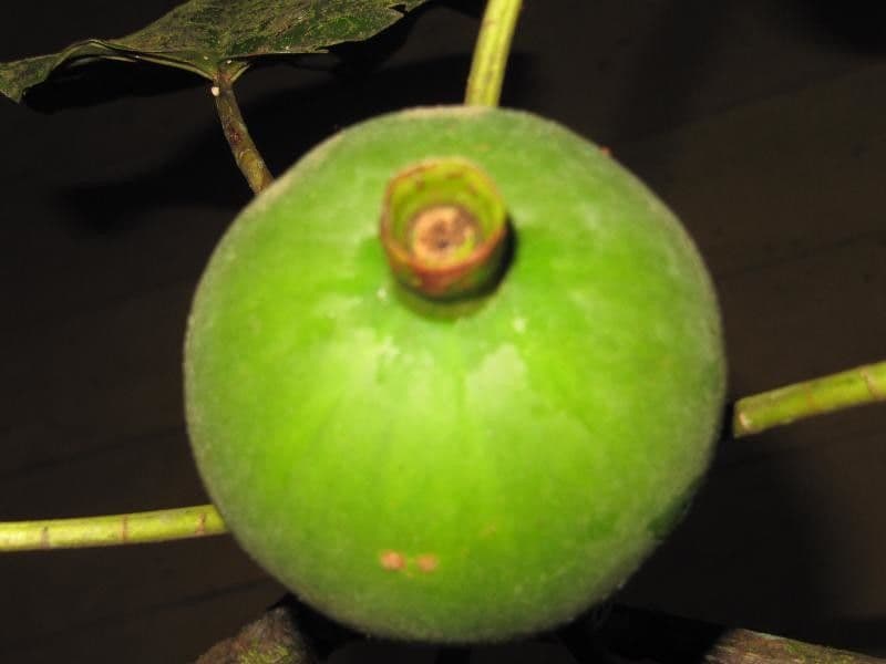 Duroia 2