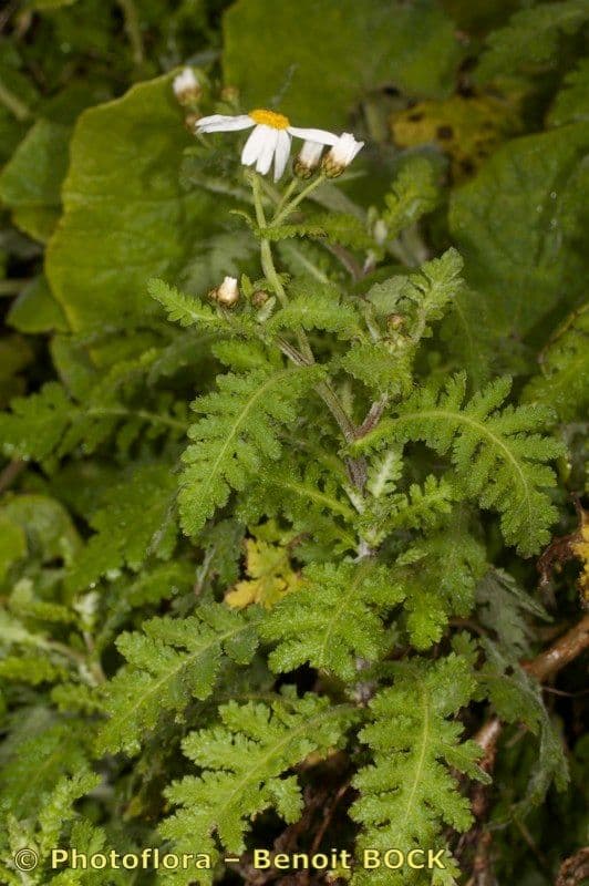 Argyranthemum 14