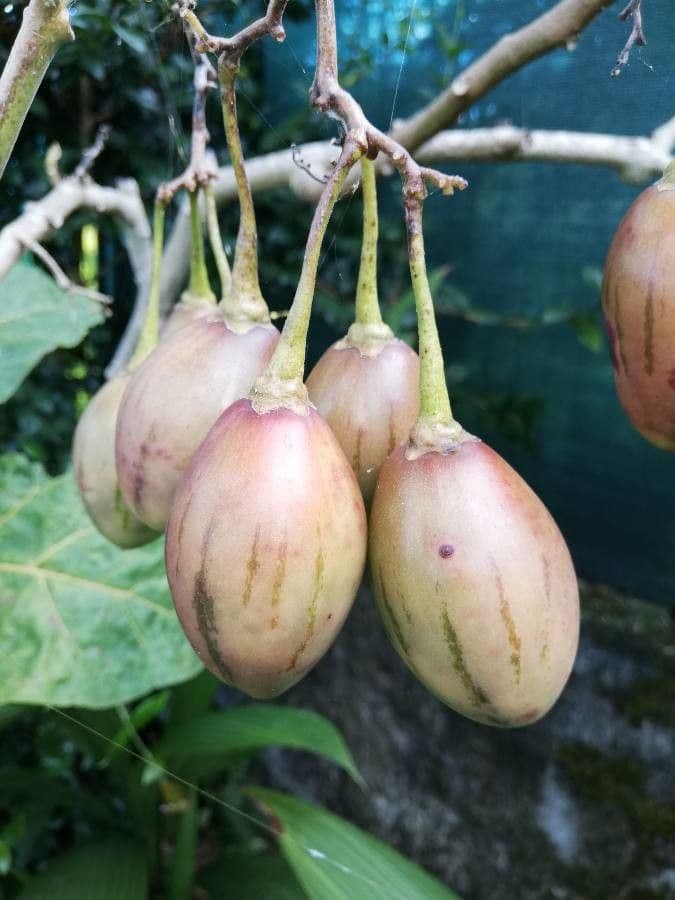 Baumtomate 5