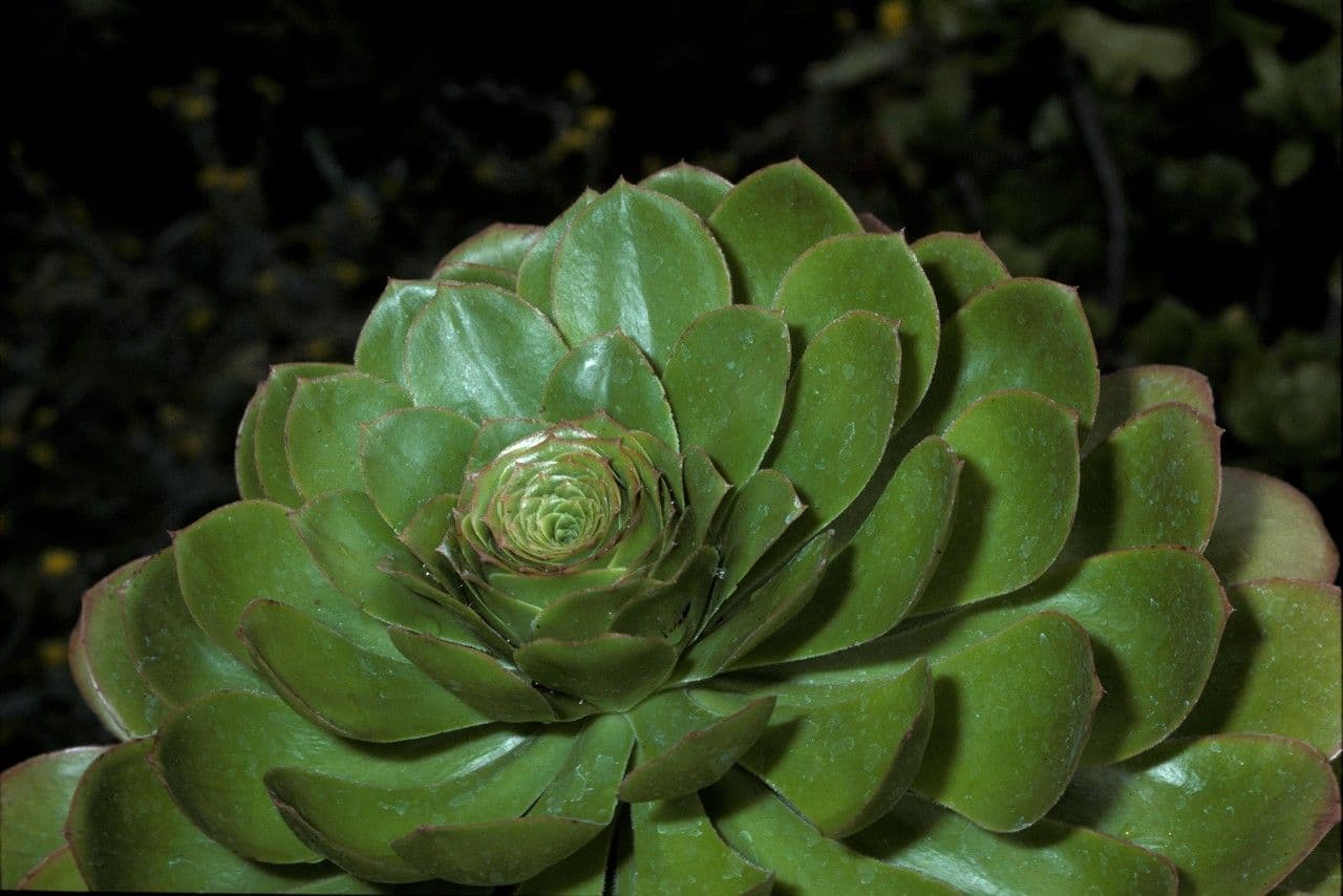 Aeonium ondulato 15