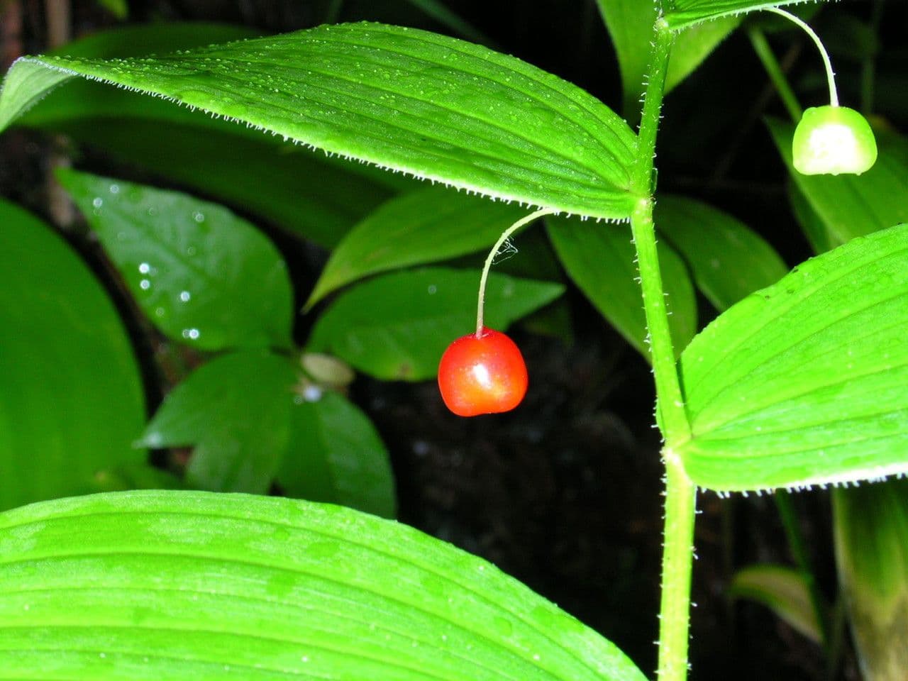 Streptopus lanceolatus 4
