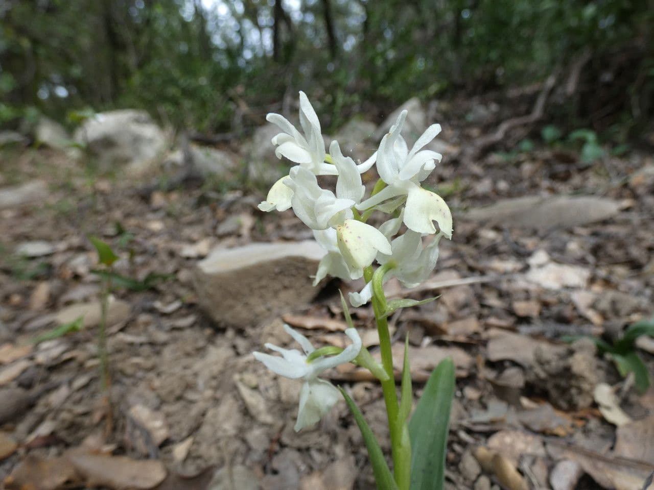 Orchide provinciale