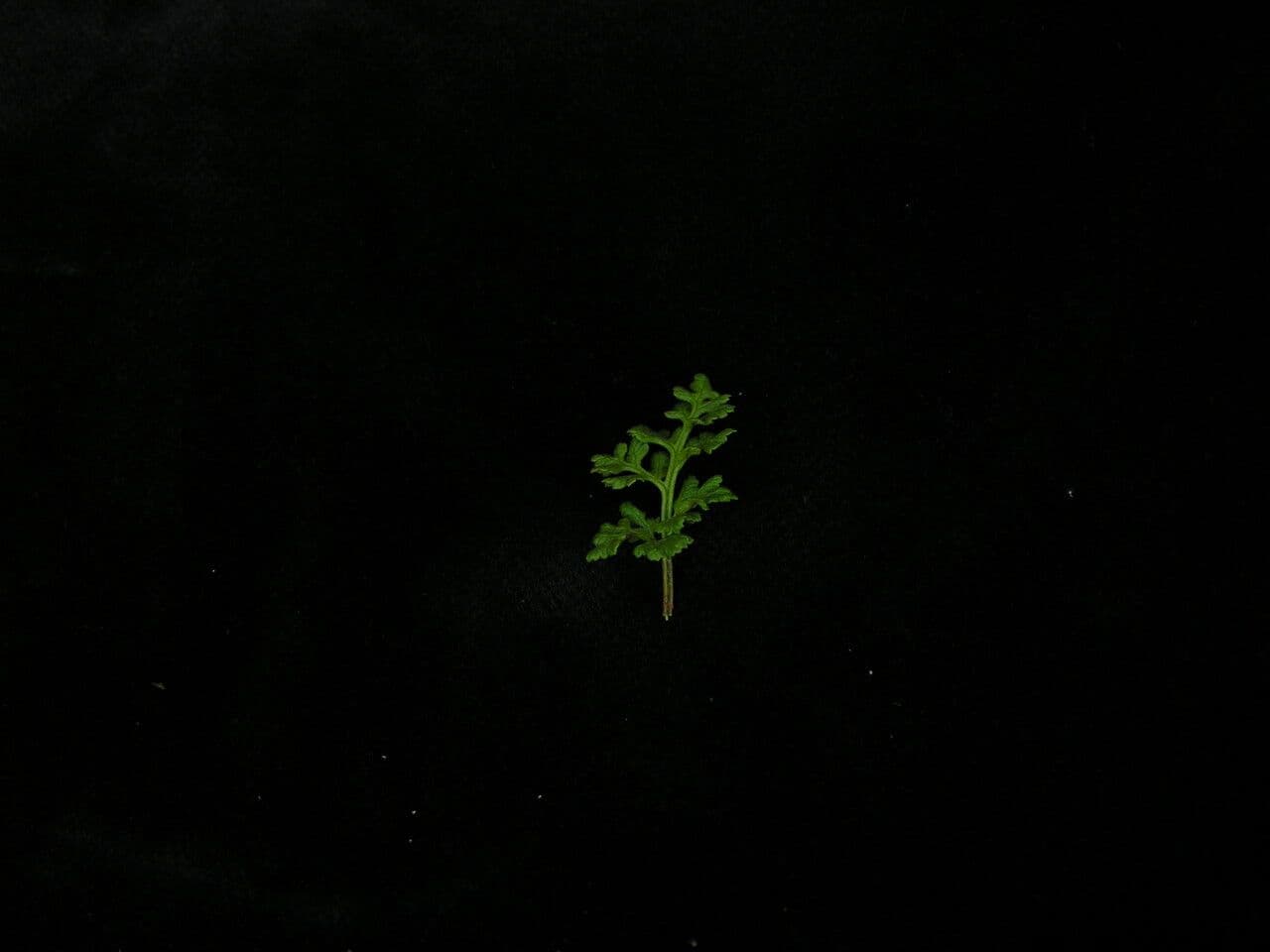 Kryptogramma 5