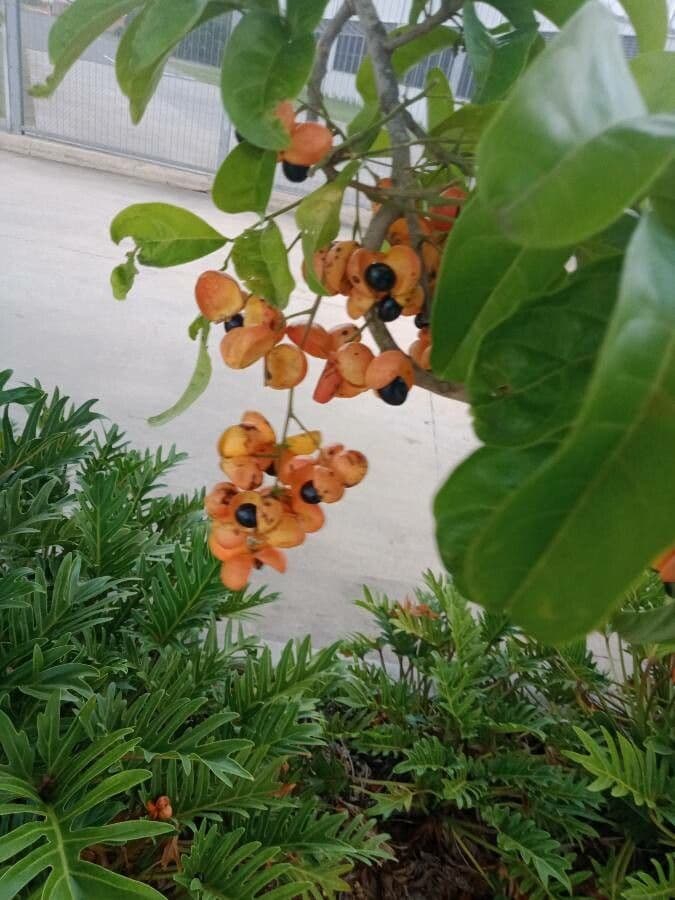 Harpullia pendula 6