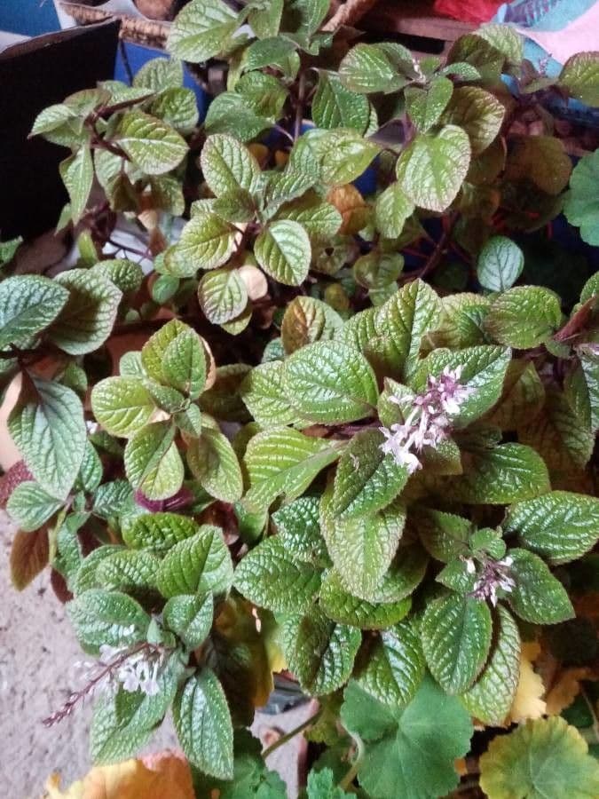 Plectranthus 22