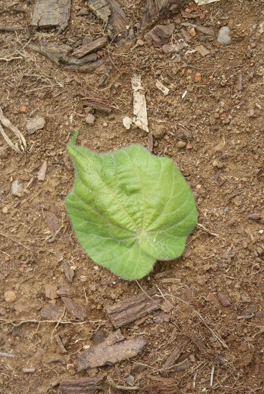 Dombeya 15