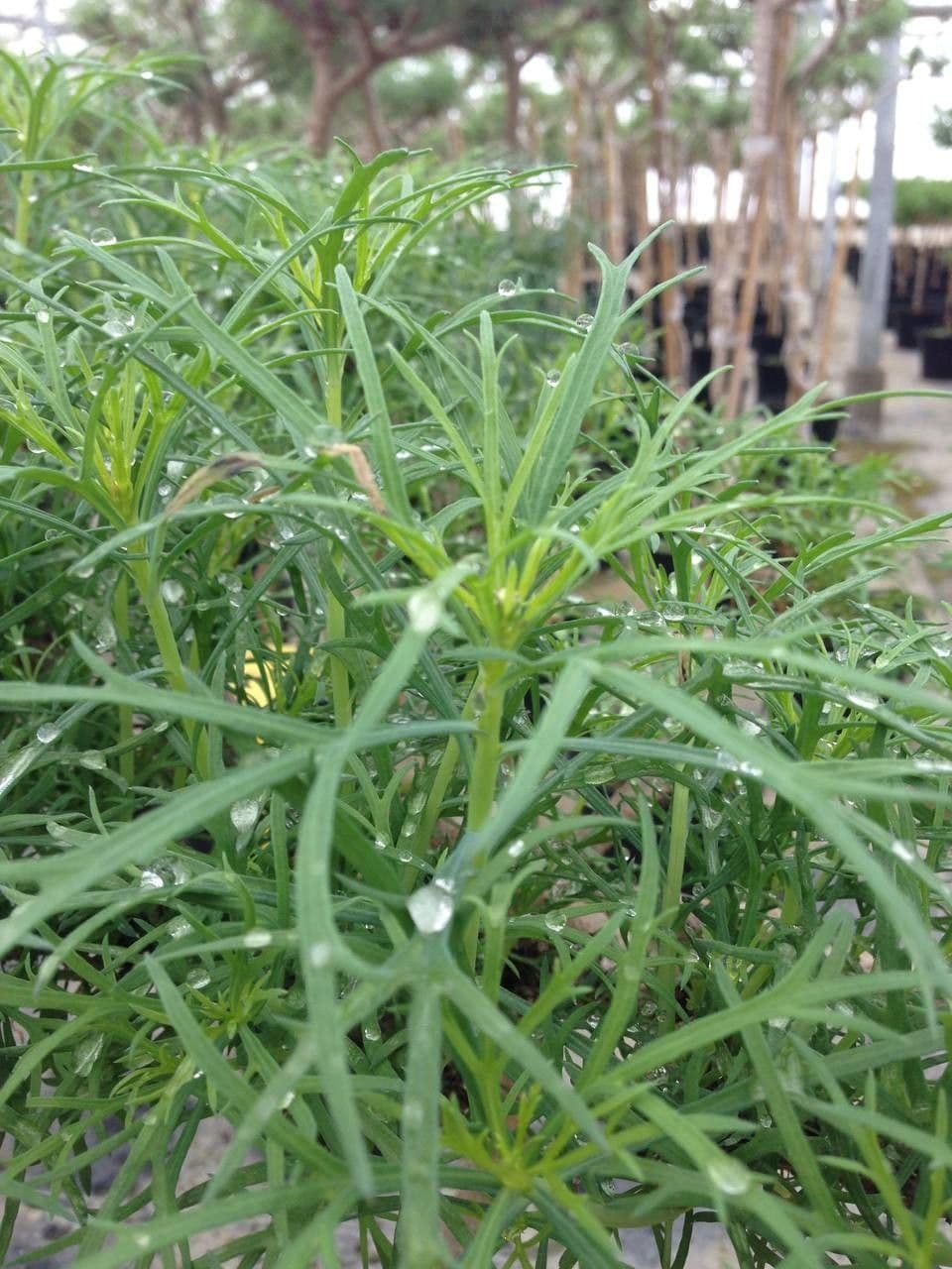 Argyranthemum 9