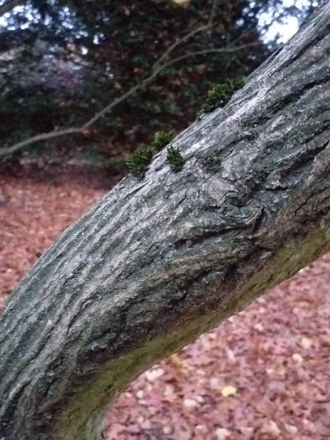 Euonymus maackii 20