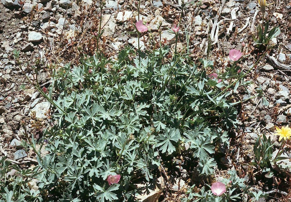 Sidalcea cerosa 10