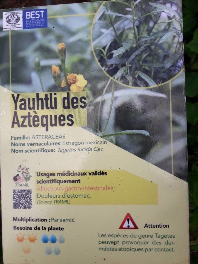 Tagetes 19