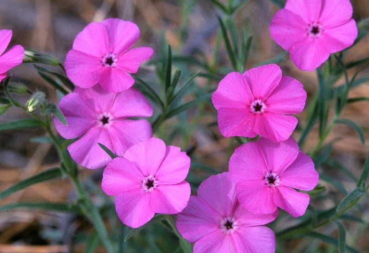 Phlox nano