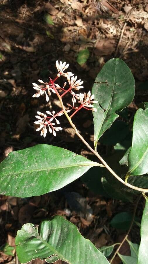 Ardisia 8