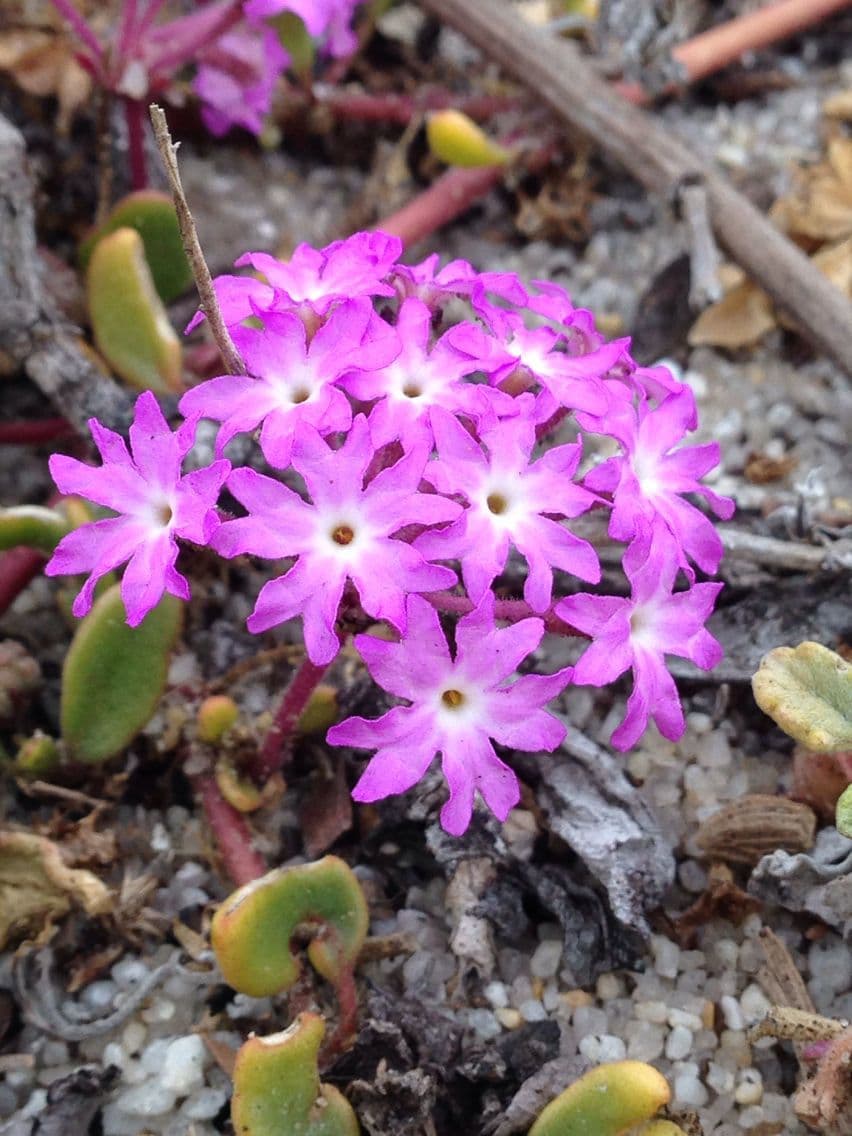 Abronia umbellata 10