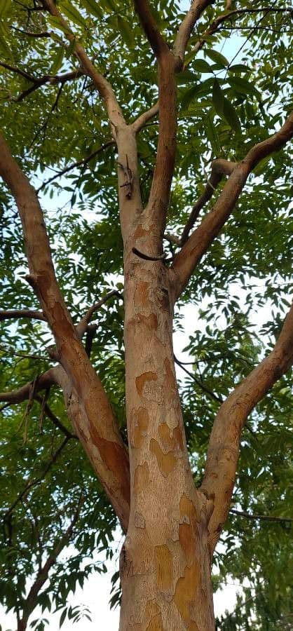 Cratoxylum 4